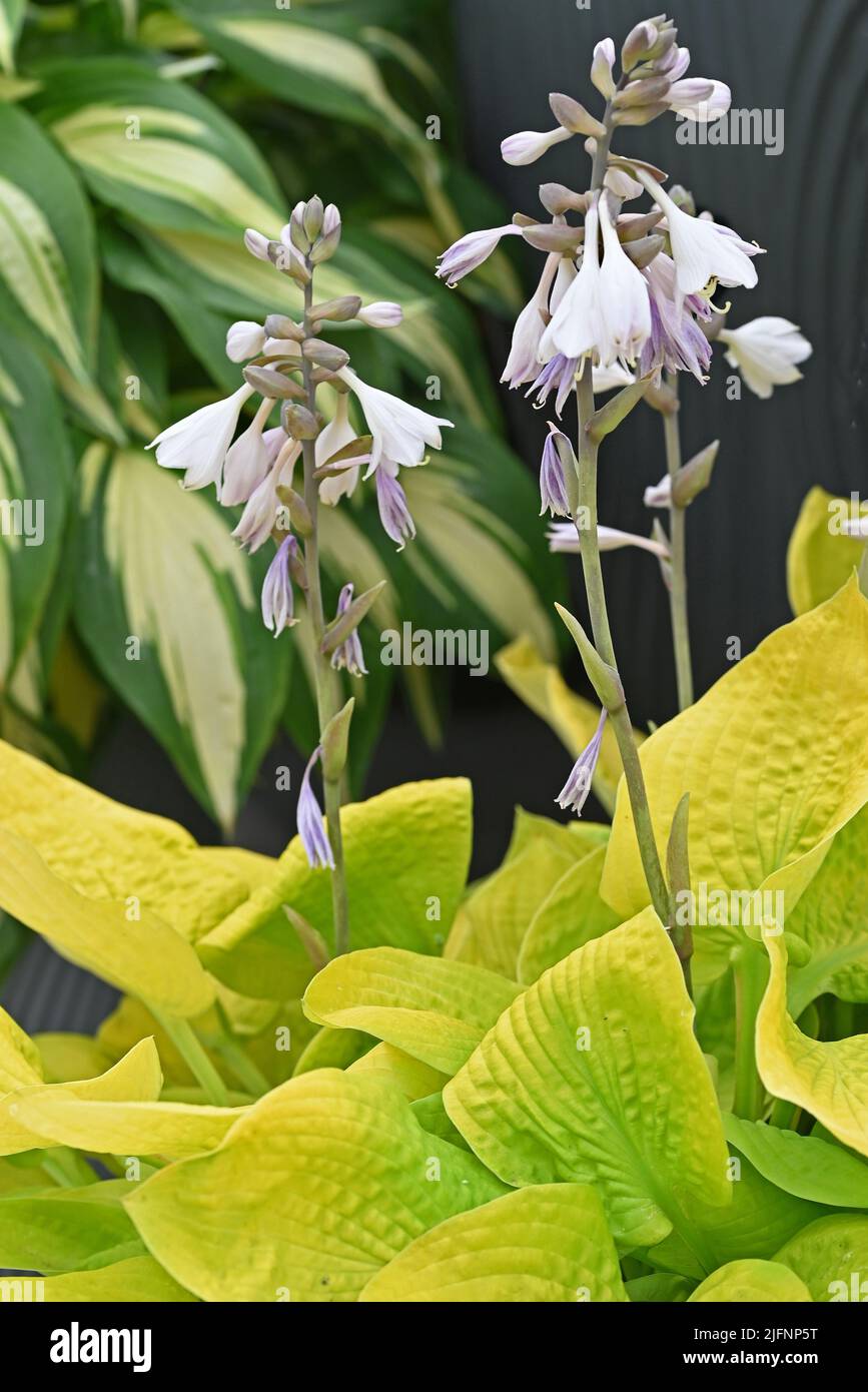 The flowering hosta bushes. Hosta an ornamental plant Stock Photo Alamy
