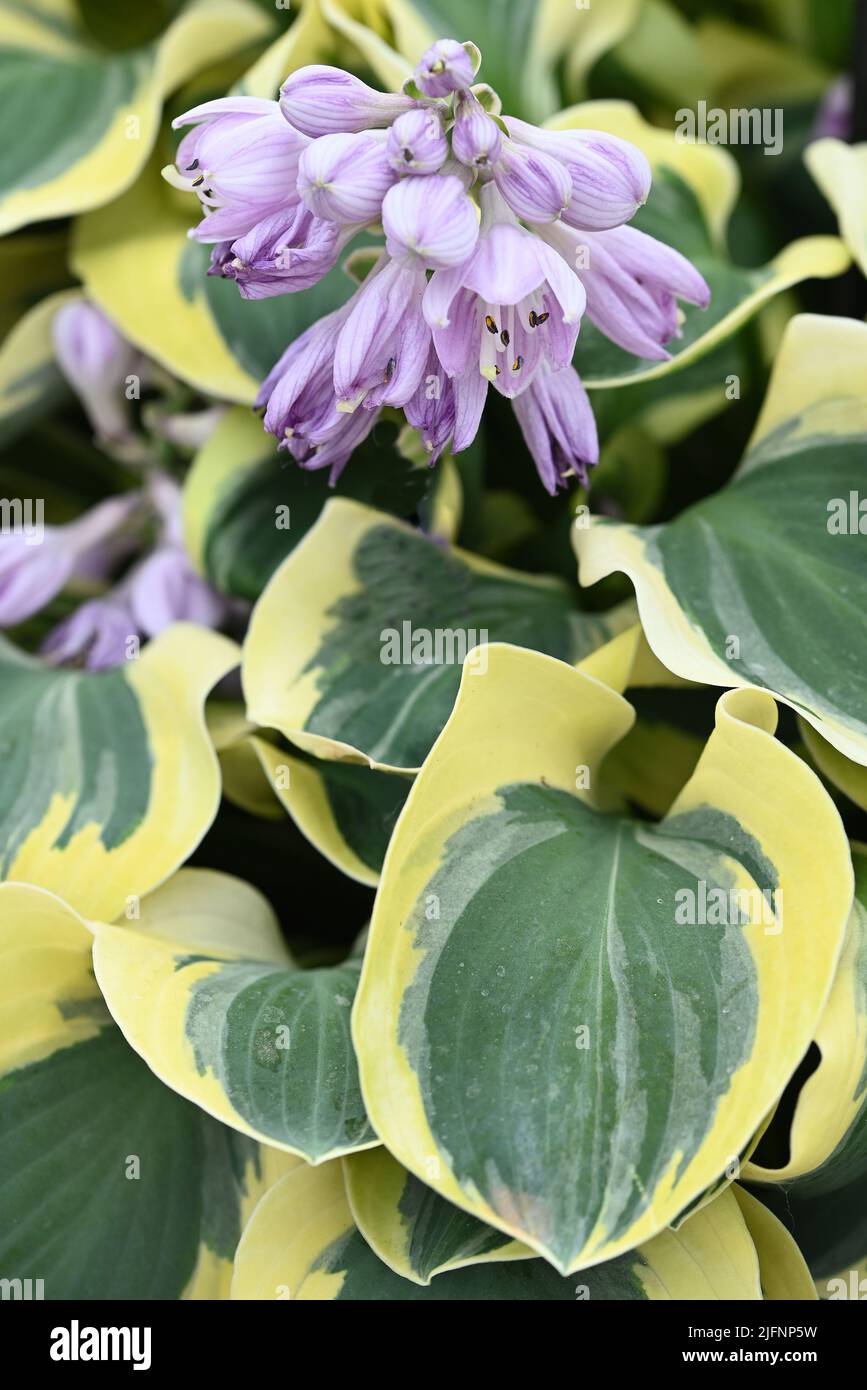 The flowering hosta bushes. Hosta an ornamental plant Stock Photo Alamy