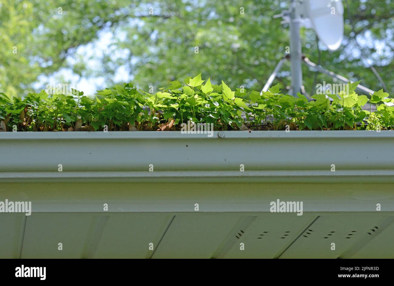 A rain gutter is so clogged with debris and seeds that maple tree