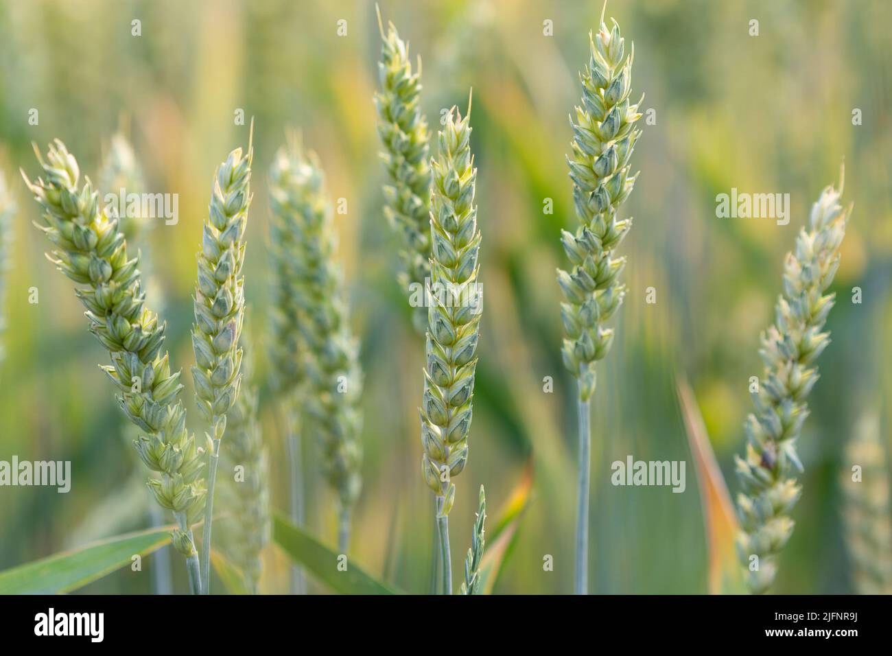 Field of ripen wheat with several ears of corn on foreground Stock Photo