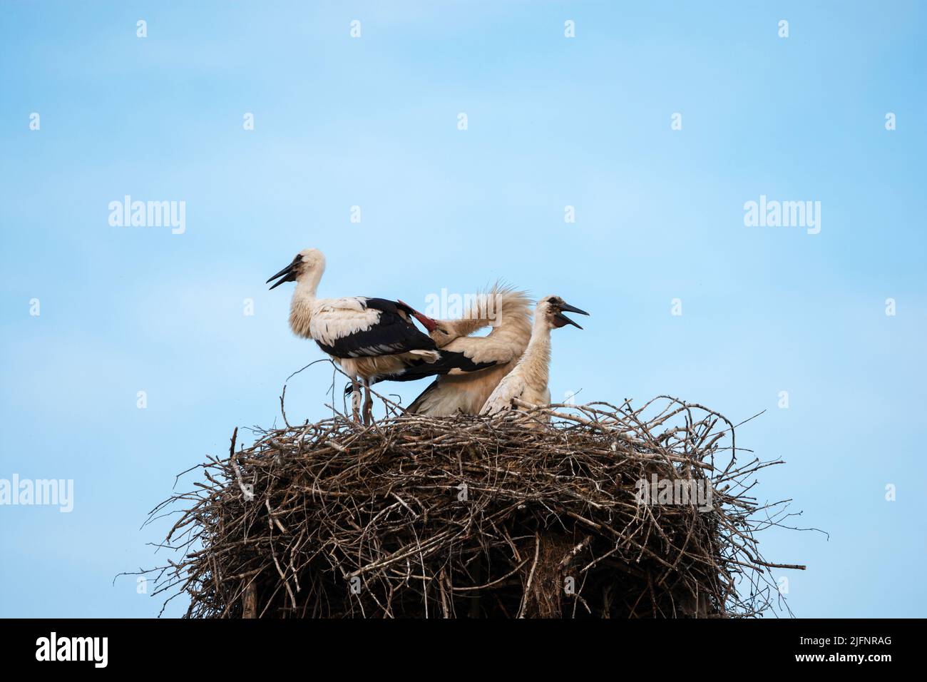 Family of storks in the nest on blue sky background Stock Photo