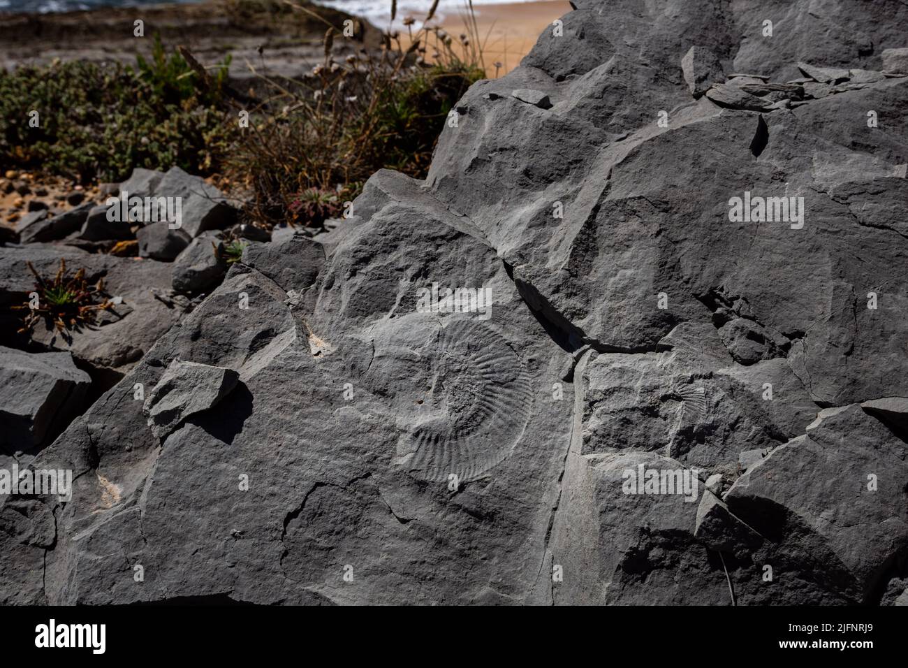 Detail of limestone rocks with remains of ammonite fossils in the Atlantic coast in Portugal Stock Photo