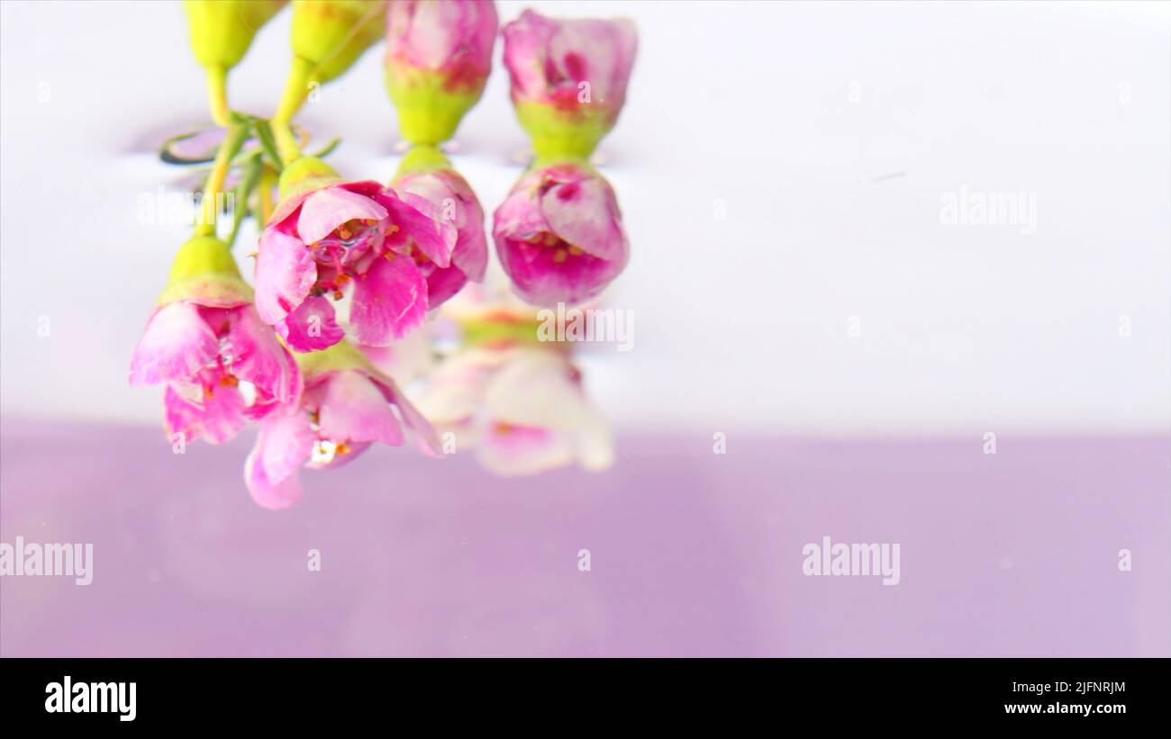 Stock orchid hi-res stock photography and images - Page 10 - Alamy
