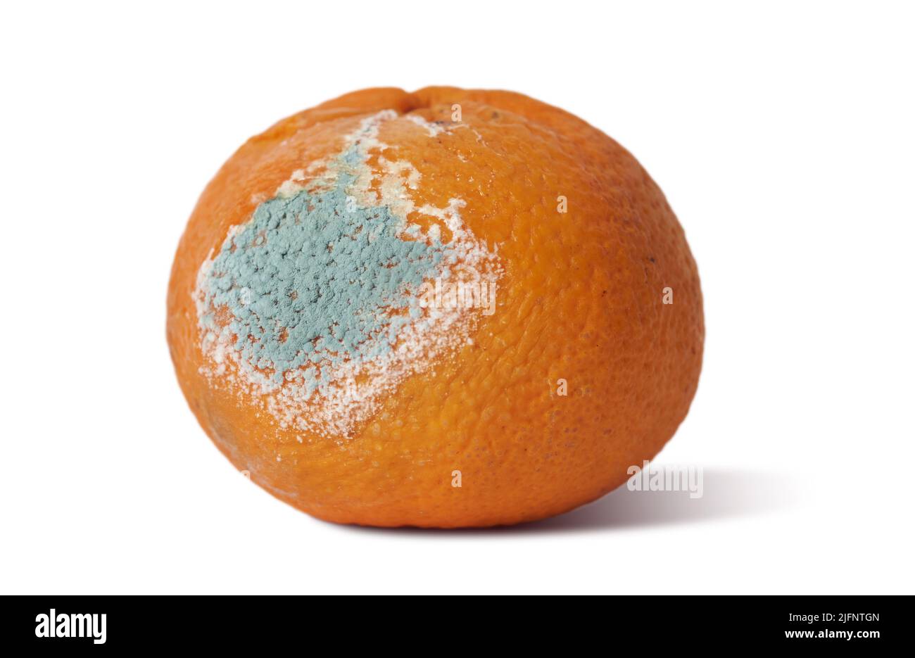 Mandarin with mold isolated on white background. Stock Photo