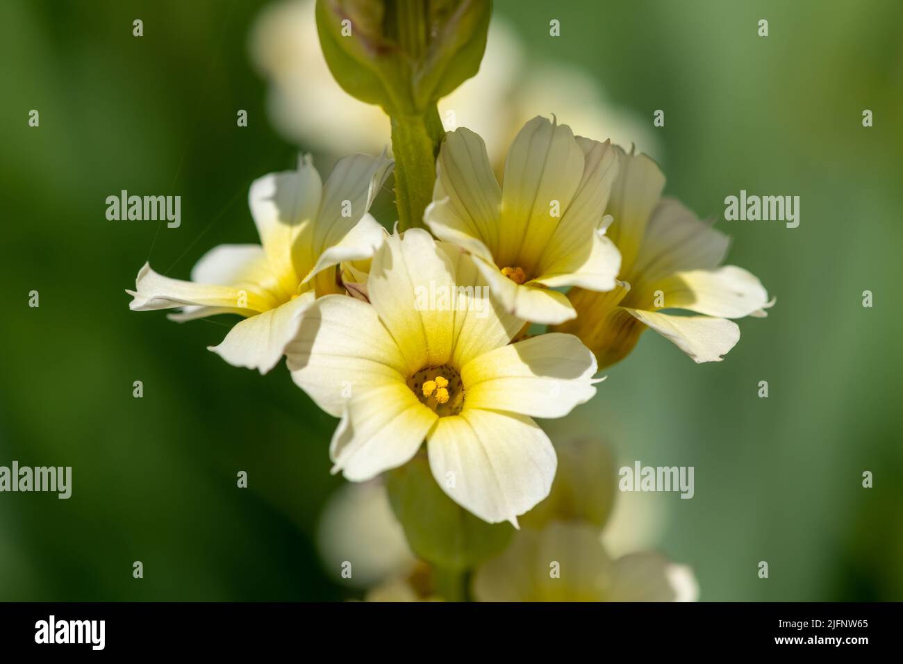 Close up of pale yellow eyed grass (sisyrinchium striatum) flowers in bloom Stock Photo