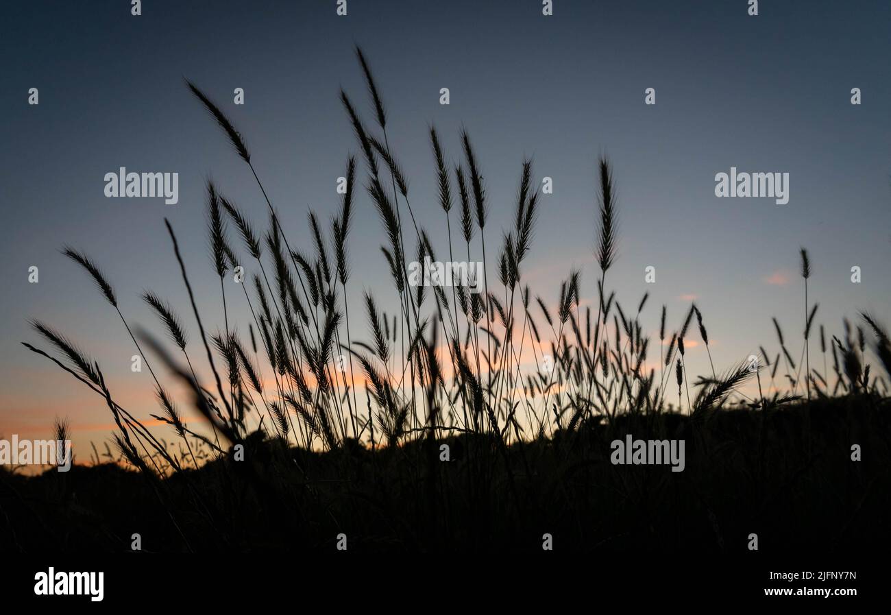 Meadow grasses silhouetted against the evening sky Stock Photo