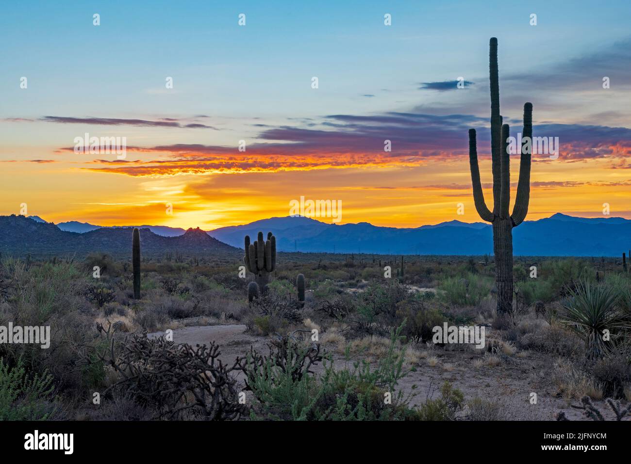 Vibrant Desert Sunrise Skies In Arizona With Cactus Stock Photo