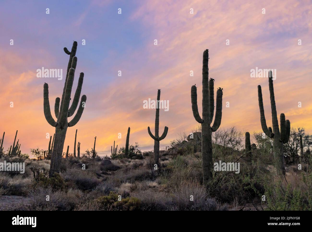 Saguaro Cactus On A Hill At Sunrise Time In AZ Stock Photo