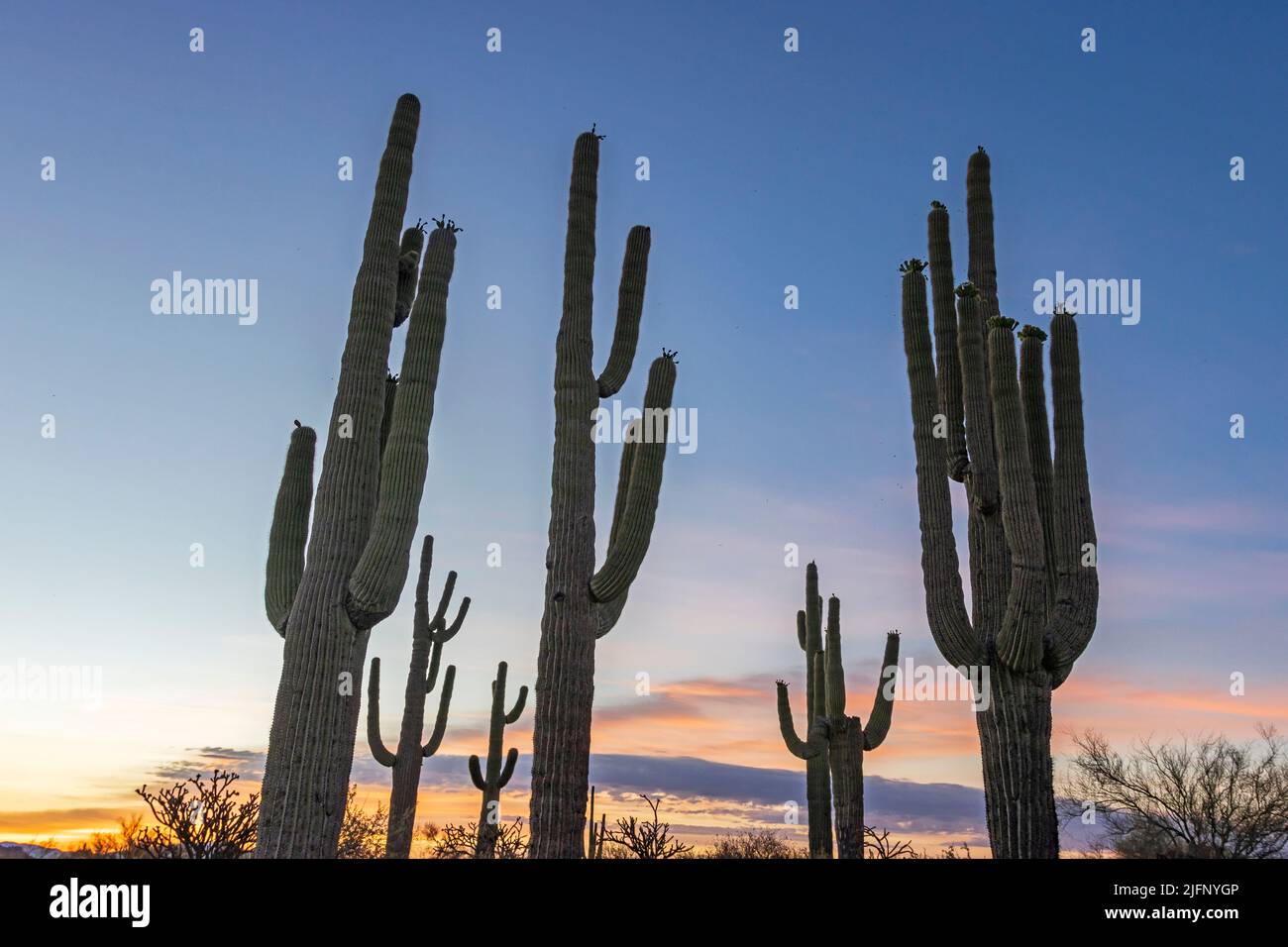 Stand Of Saguaro Cactus In Arizona At Sunrise Stock Photo