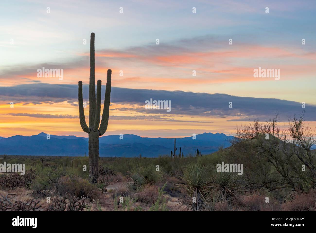 Arizona Desert Sunrise With Saguaro Cactus Stock Photo