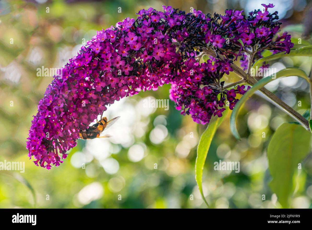 Hornet mimic hoverfly back lit by the sun on a purple buddleia flower in summer in the UK Stock Photo