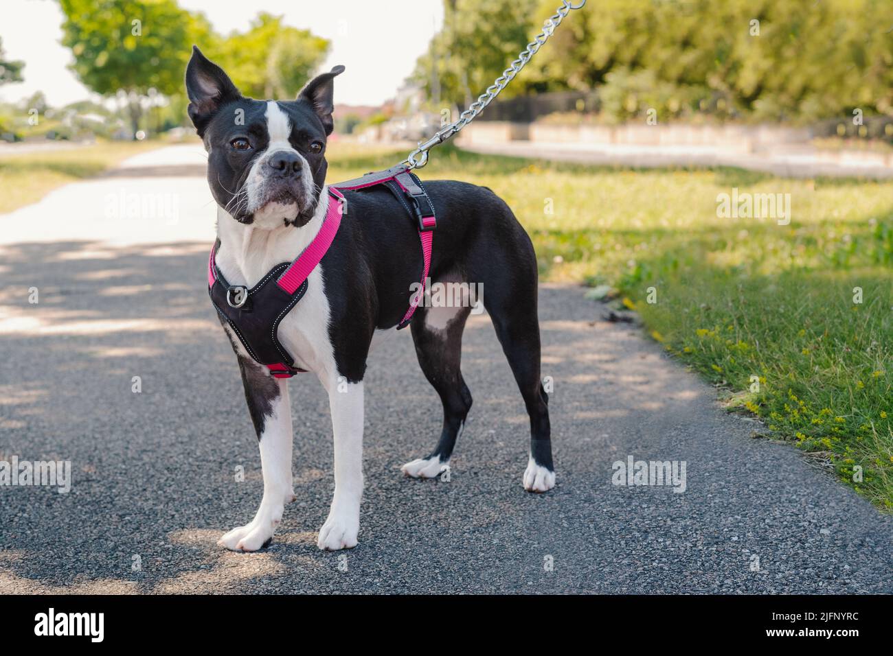 Young Boston Terrier standing outside, wearing a harness and leash with a chain. Stock Photo