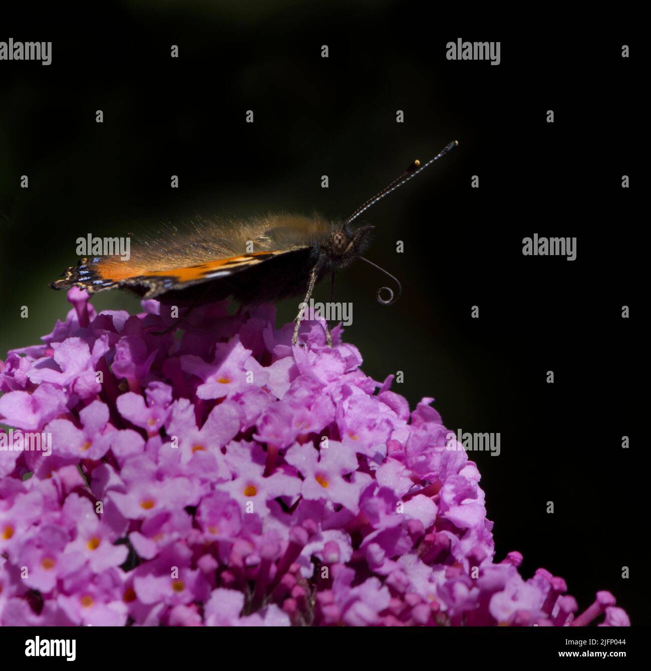 Small Tortoiseshell Butterfly Aglais Urticae Coiled Curled Proboscis Collecting Nectar from Pink Buddleia Stock Photo