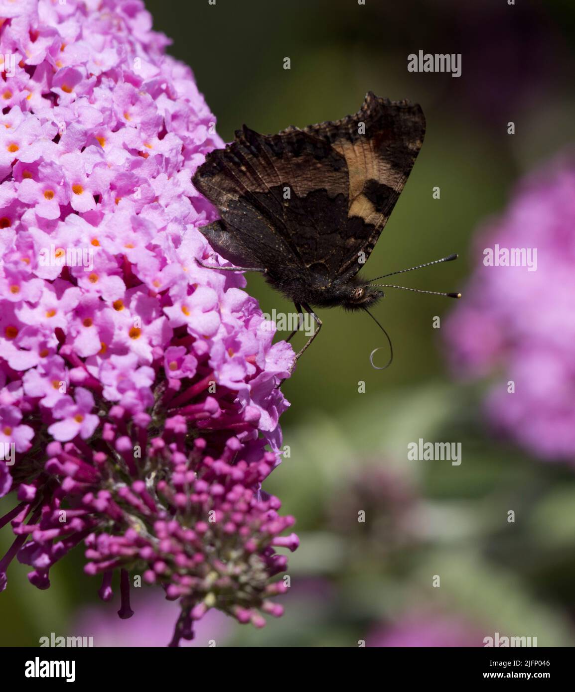 Small Tortoiseshell Butterfly Aglais Urticae Coiled Curled Proboscis Collecting Nectar from Pink Buddleia Stock Photo