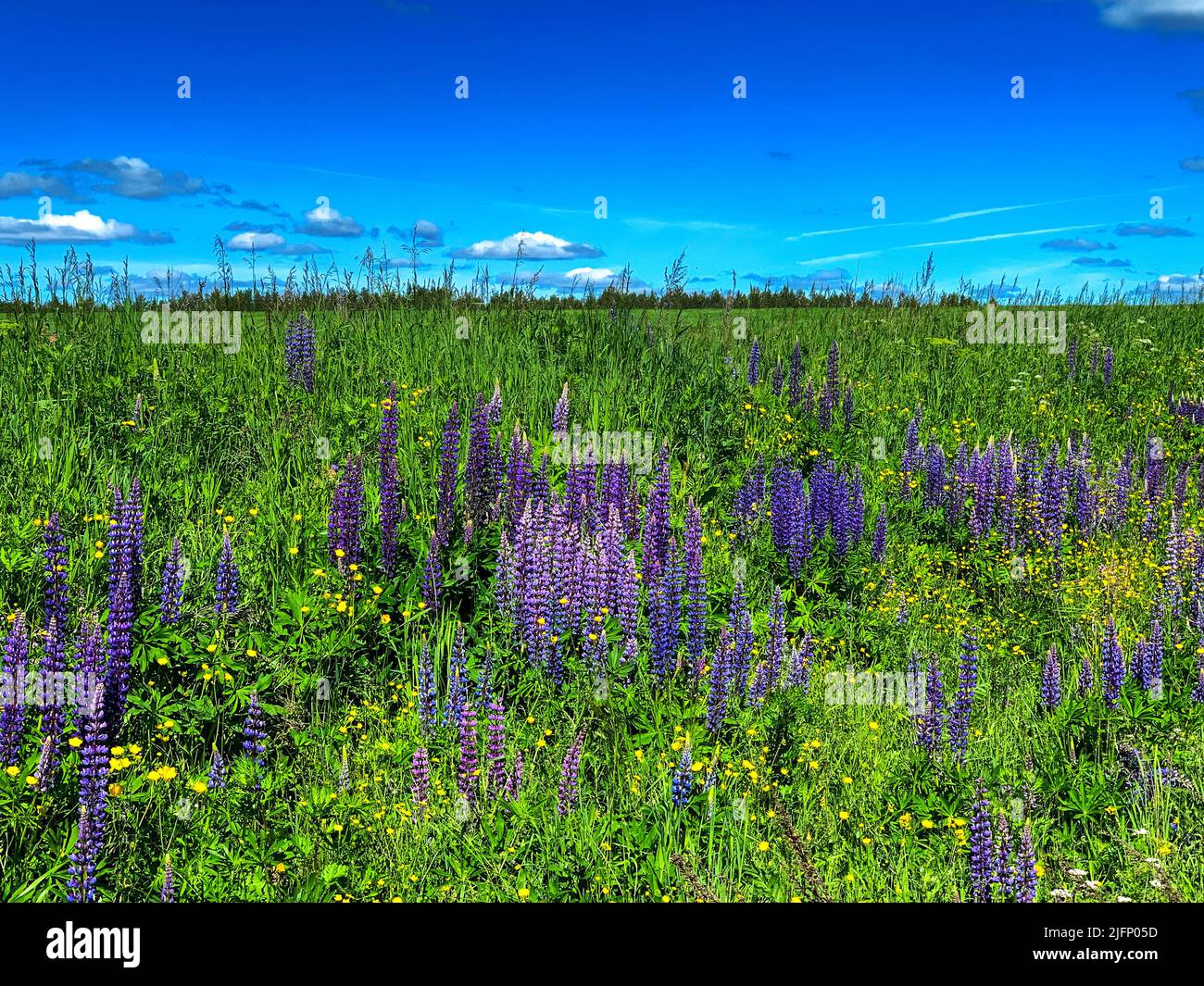 Purple bllue lupines, yellow buttercups on green nature field meadow background beautiful summer day Stock Photo