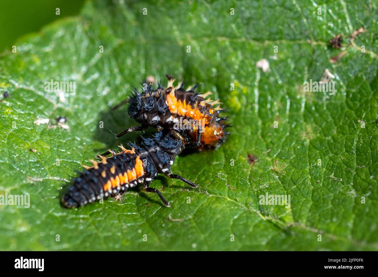 Larva of a Harlequin ladybug beetle, Harmonia axyridis, eating a larva about to change to pupa stage of the same species Stock Photo