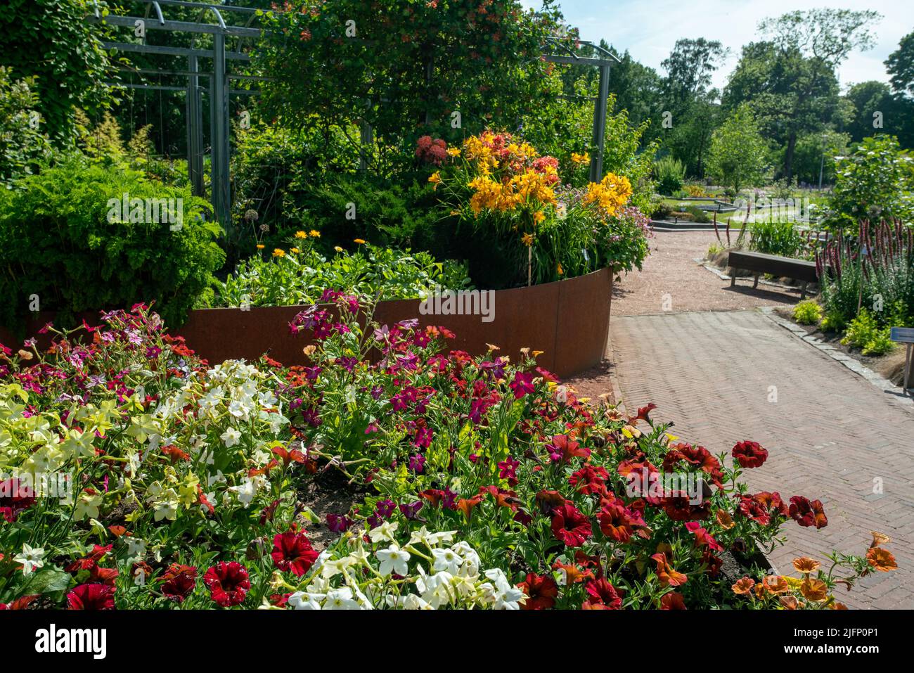 Amazing view on colorful petunia and  yellow lilies and pink rhododendron flowers  in  Kaisaniemi Botanical Garden in Helsinki Stock Photo