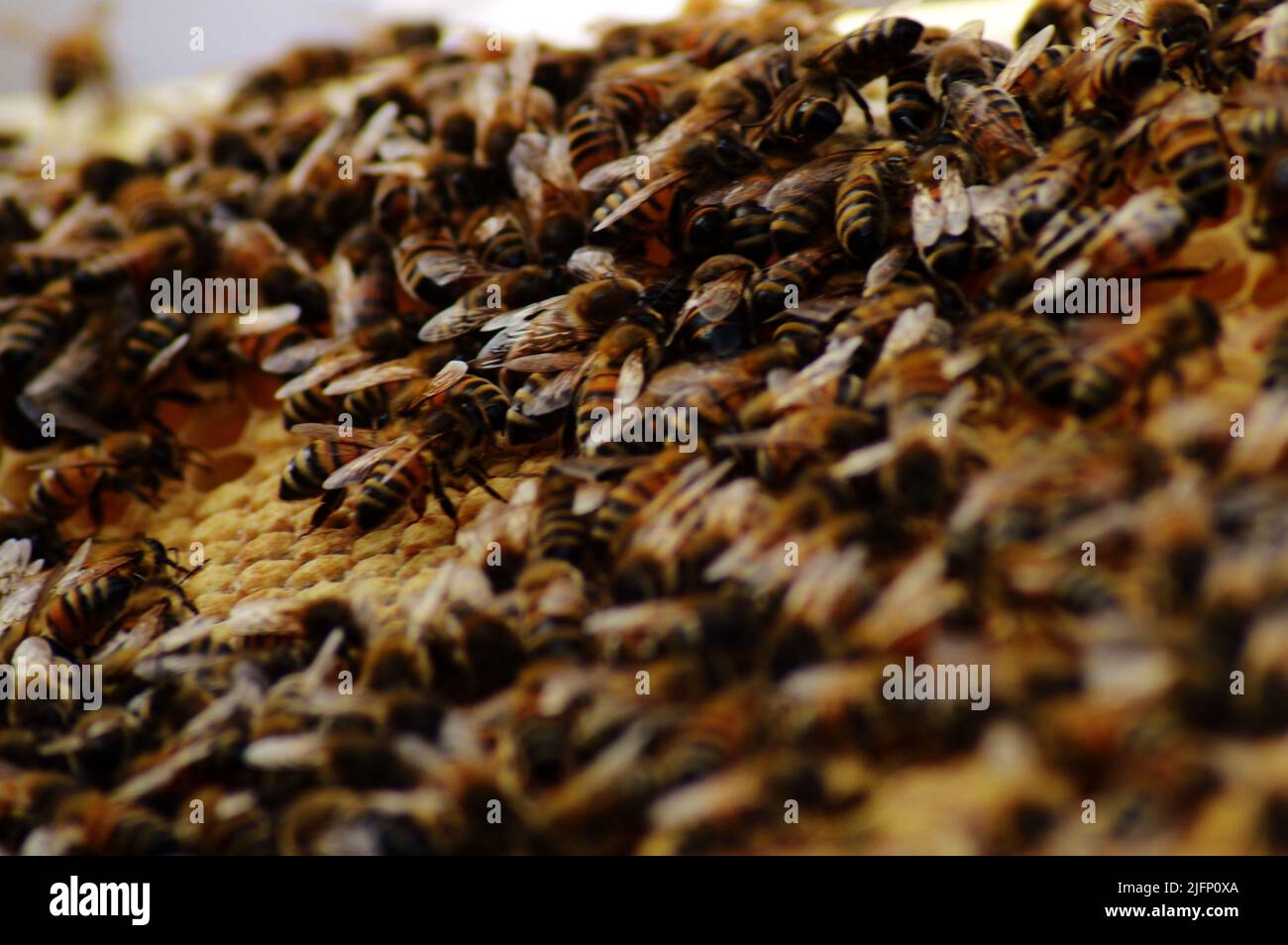 Busy Honey Bees working hard in the Hive Stock Photo