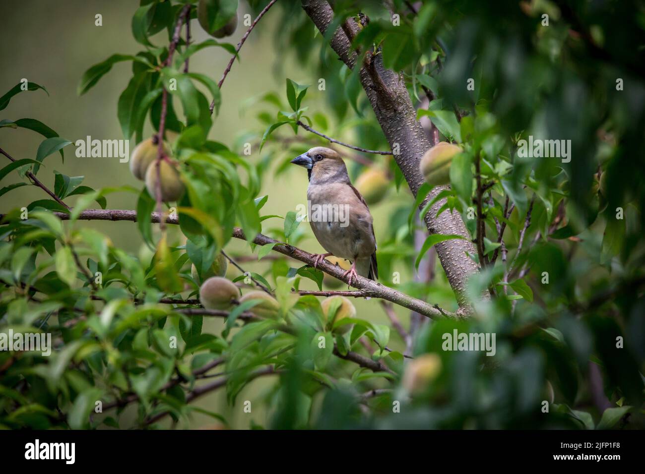 Hawfinch (Coccothraustes coccothraustes) Stock Photo
