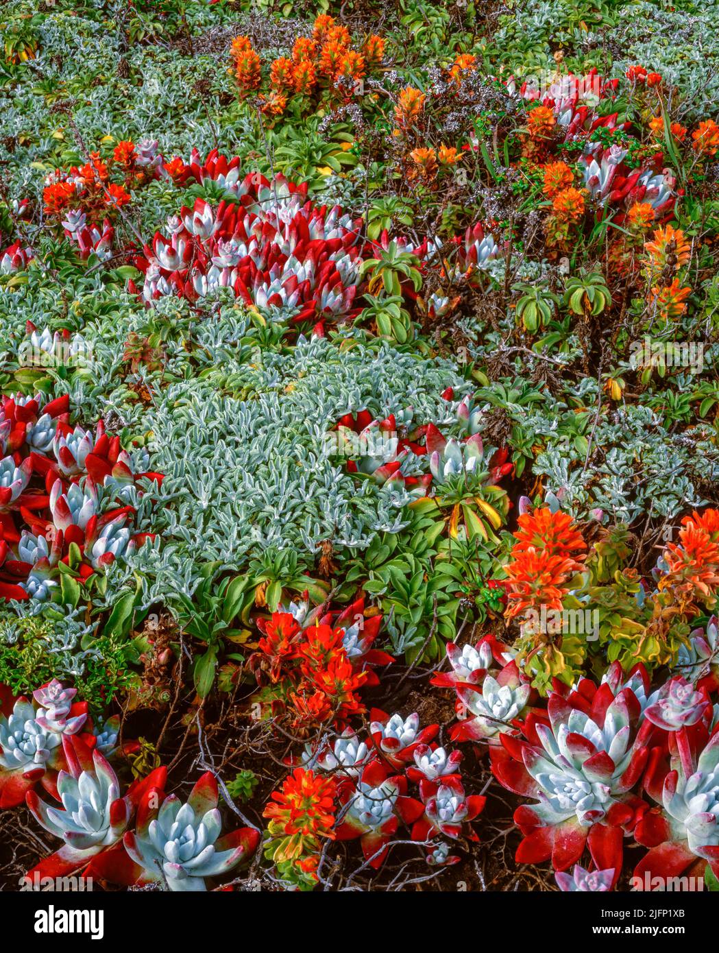 Indian Paintbrush, Echeverria, Garrapata State Park, Big Sur, Monterey County, California Stock Photo