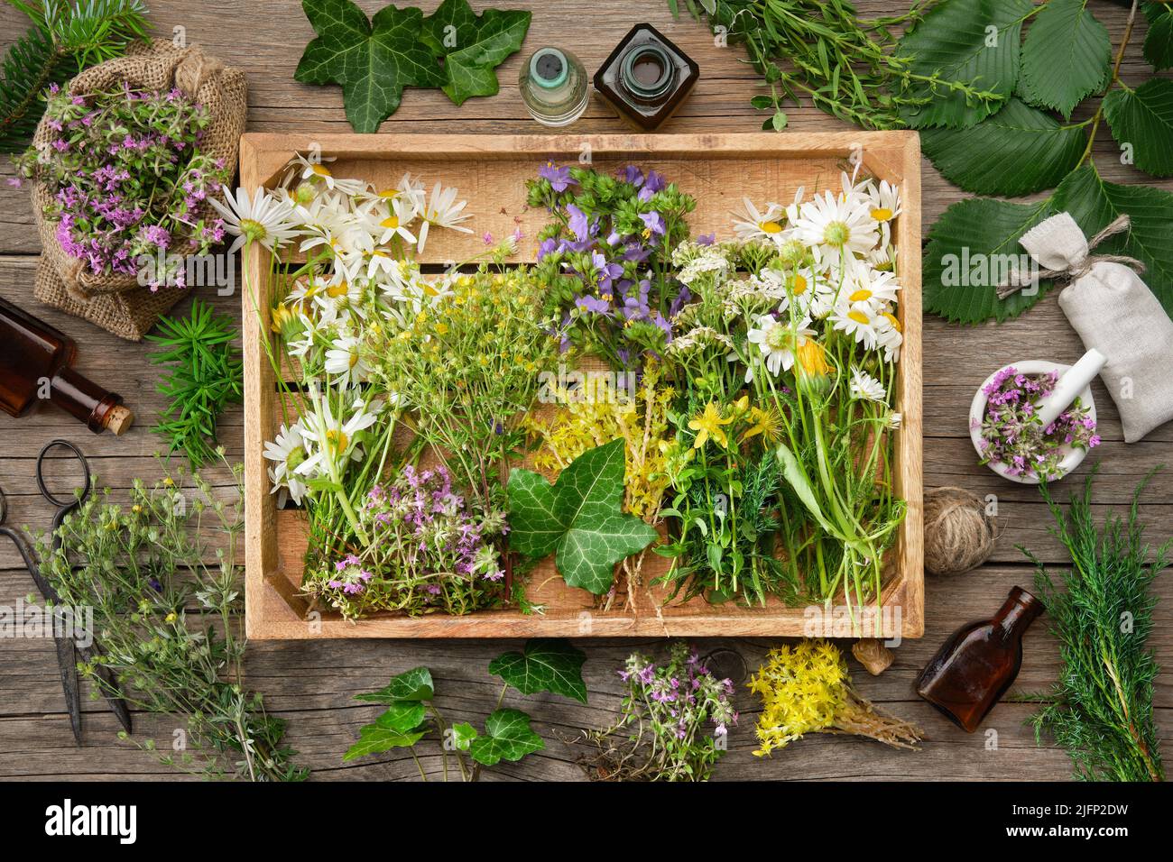 Wooden crate filled with  bunches of medicinal herbs, dry healthy plants and flowers. Alternative herbal medicine. Top view. Flat lay. Stock Photo