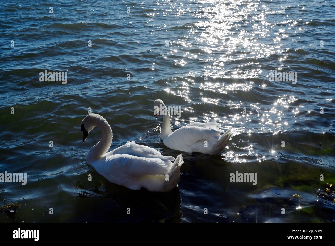 a pair of white swans on the water and a sunny path Stock Photo