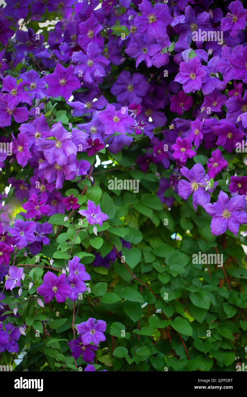 Purple purple clematis flowers. Abstract natural background. Stock Photo