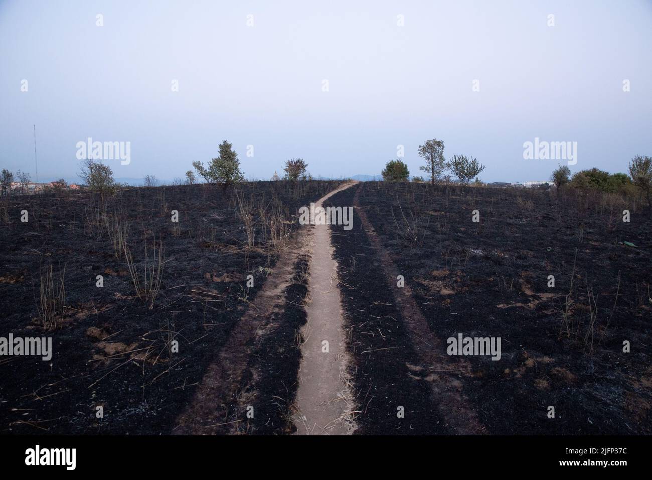 Parco pineto hi-res stock photography and images - Alamy