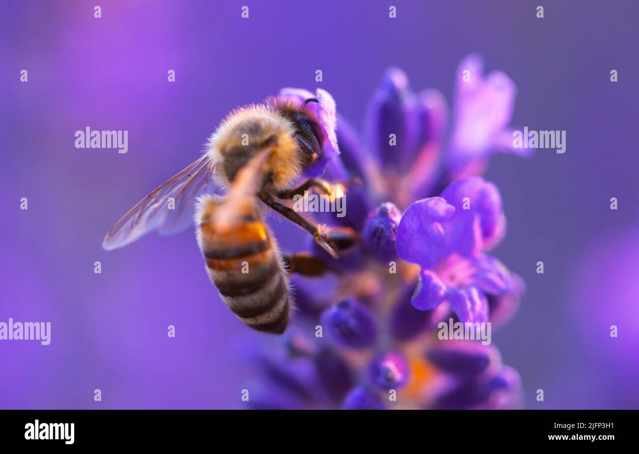 Top view bee on purple hi-res stock photography and images - Alamy