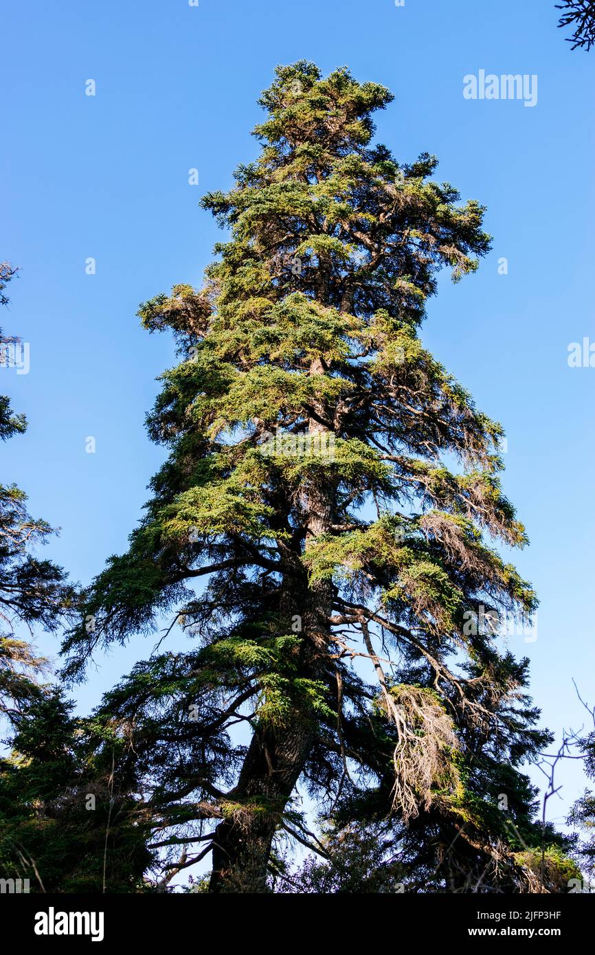 Abies pinsapo, the Spanish fir, is a species of tree in the family Pinaceae, native to southern Spain and northern Morocco. Sierra de las Nieves, Mála Stock Photo