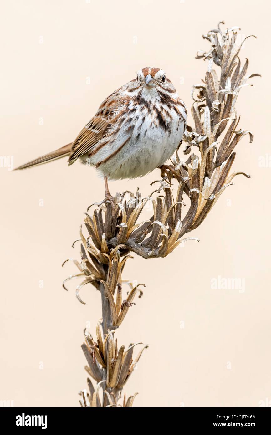Song Sparrow (Melospiza melodia), Spring, E North America, by Dominique Braud/Dembinsky Photo Assoc Stock Photo