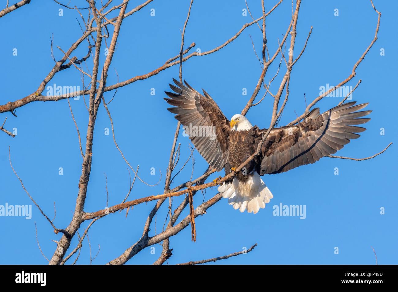 Bald eagle (Haliaeetus leucocephalus). Mississippi river, Spring, Minnesota, USA, by Dominique Braud/Dembinsky Photo Assoc Stock Photo