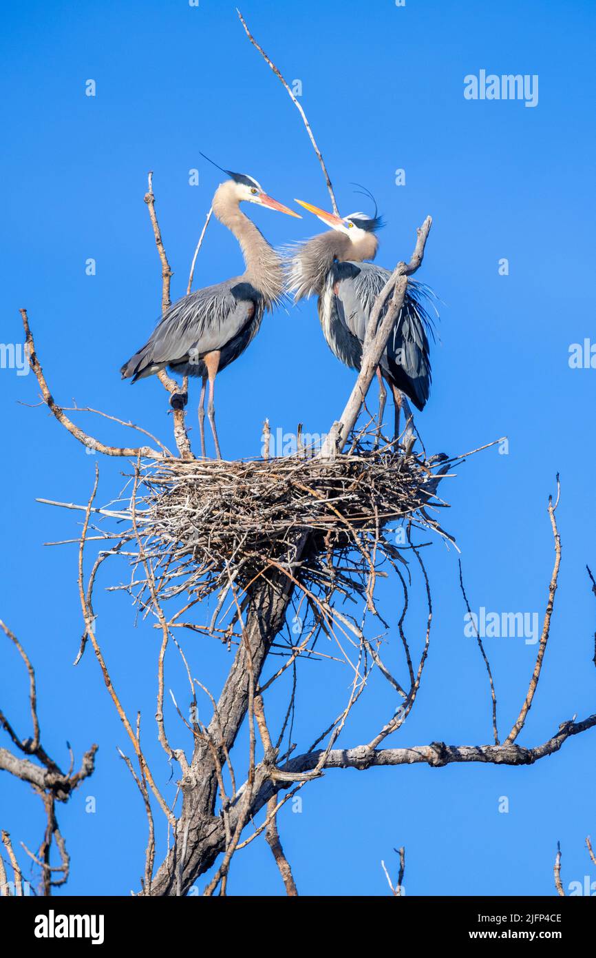 Great Blue Herons, mated pair at rookery, (Ardea herodius), building nest, Spring, E North America, by Dominique Braud/Dembinsky Photo Assoc Stock Photo