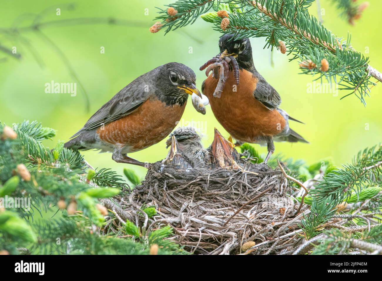 American Robin removing fecal sac from nest and feeding chicks Spring, N. America, by Dominique Braud/Dembinsky Photo Assoc Stock Photo