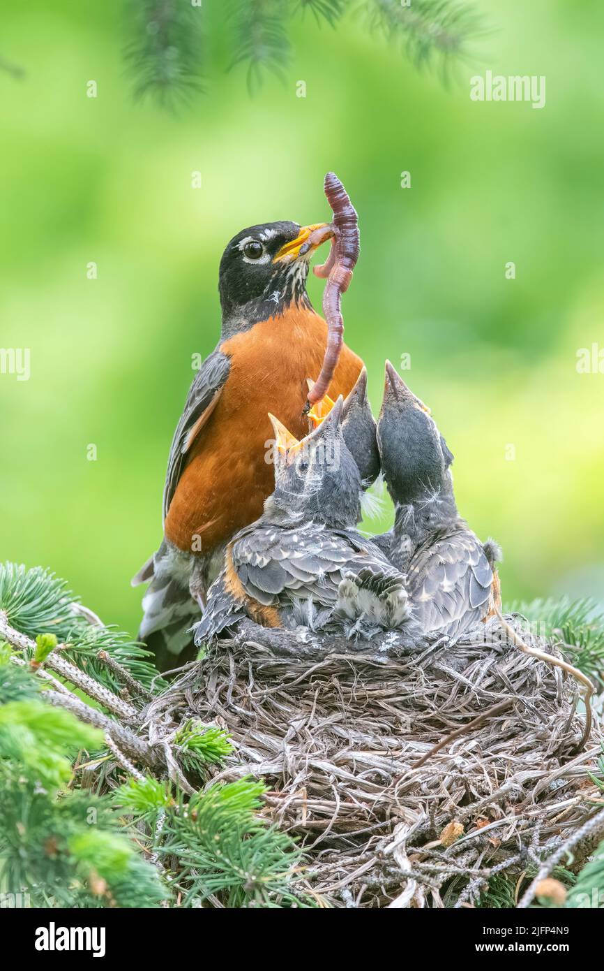 American Robin feeding chicks in nest, Spring, N. America, by Dominique Braud/Dembinsky Photo Assoc Stock Photo