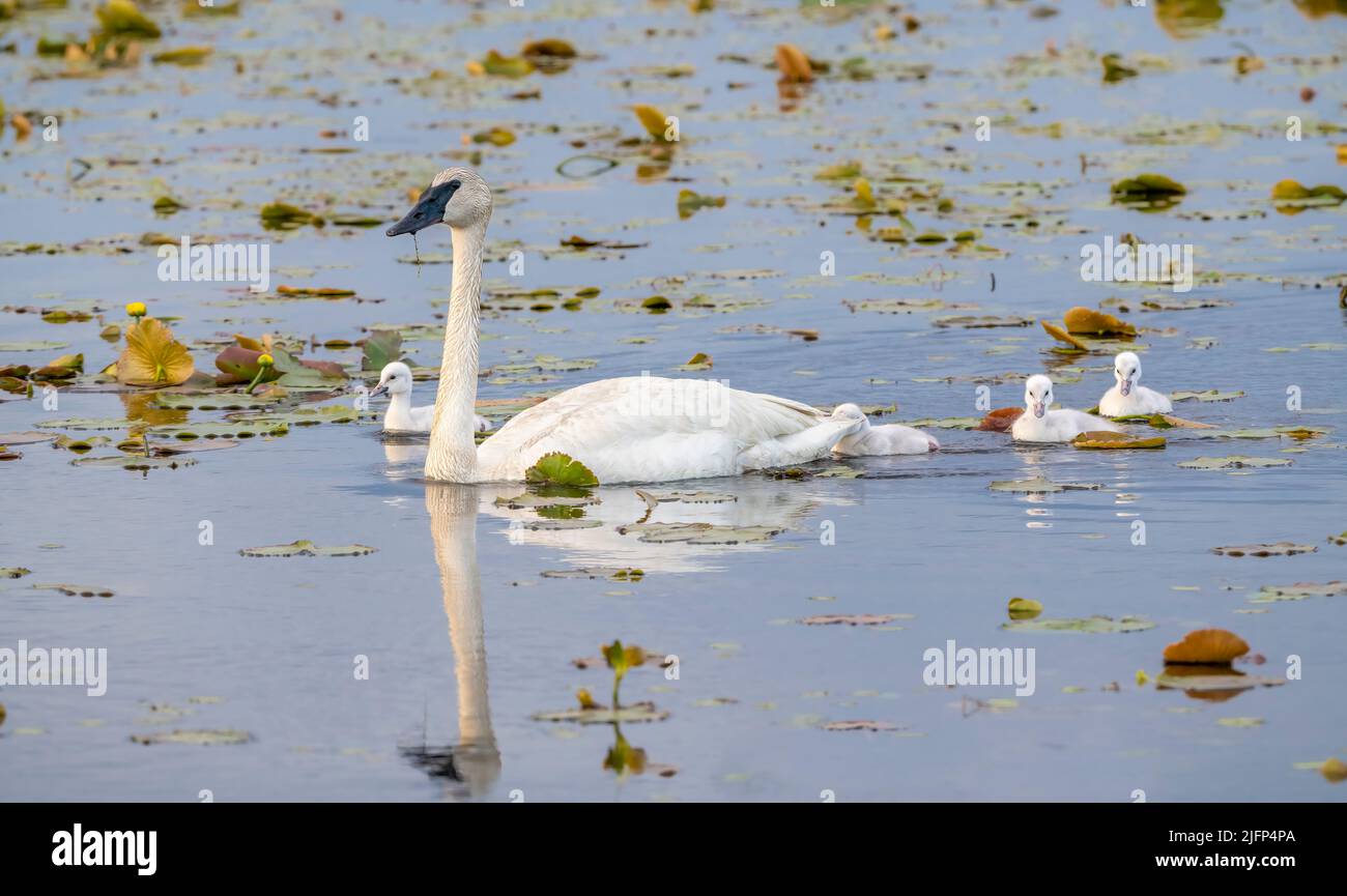 Trumpeter swan (Cygnus buccinator) with cygnets, early Summer, Eastern North America, by Dominique Braud/Dembinsky Photo Assoc Stock Photo