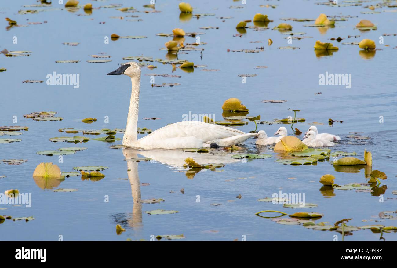 Trumpeter swan (Cygnus buccinator) with cygnets, early Summer, Eastern North America, by Dominique Braud/Dembinsky Photo Assoc Stock Photo