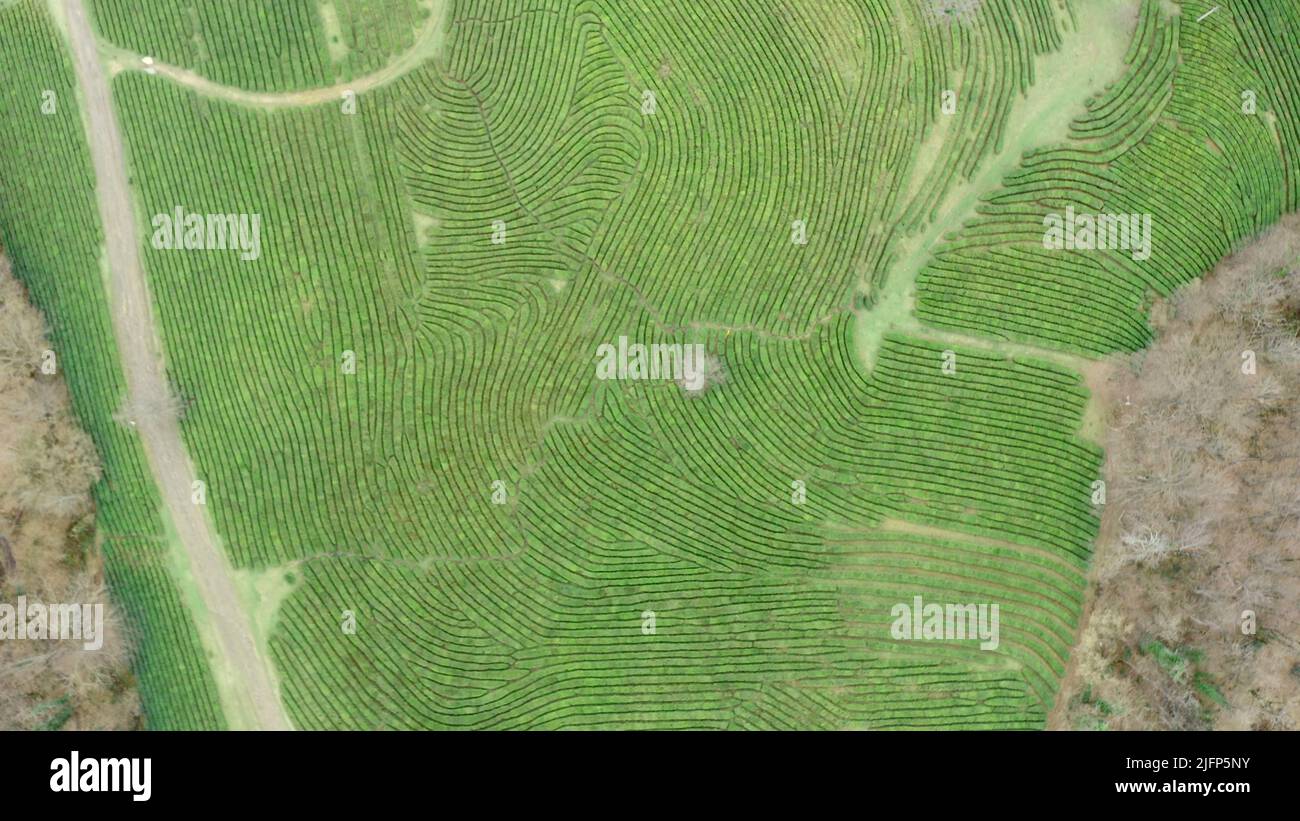 Top view of green field of plantations. Footage. Beautiful patterns on