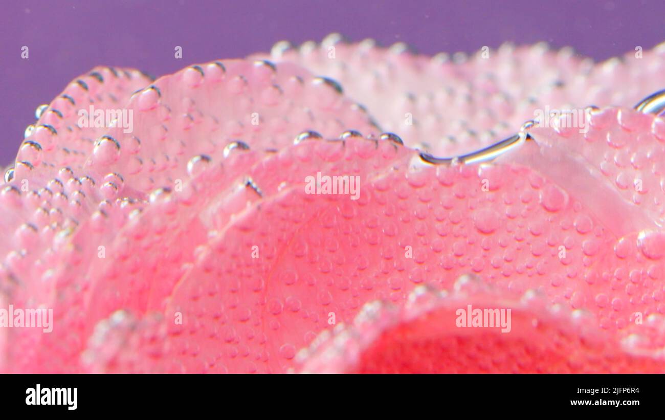 A delicate rose.Stock footage.On a light purple background there is a soft rose with small drops of water on it and it is shot from different angles. Stock Photo