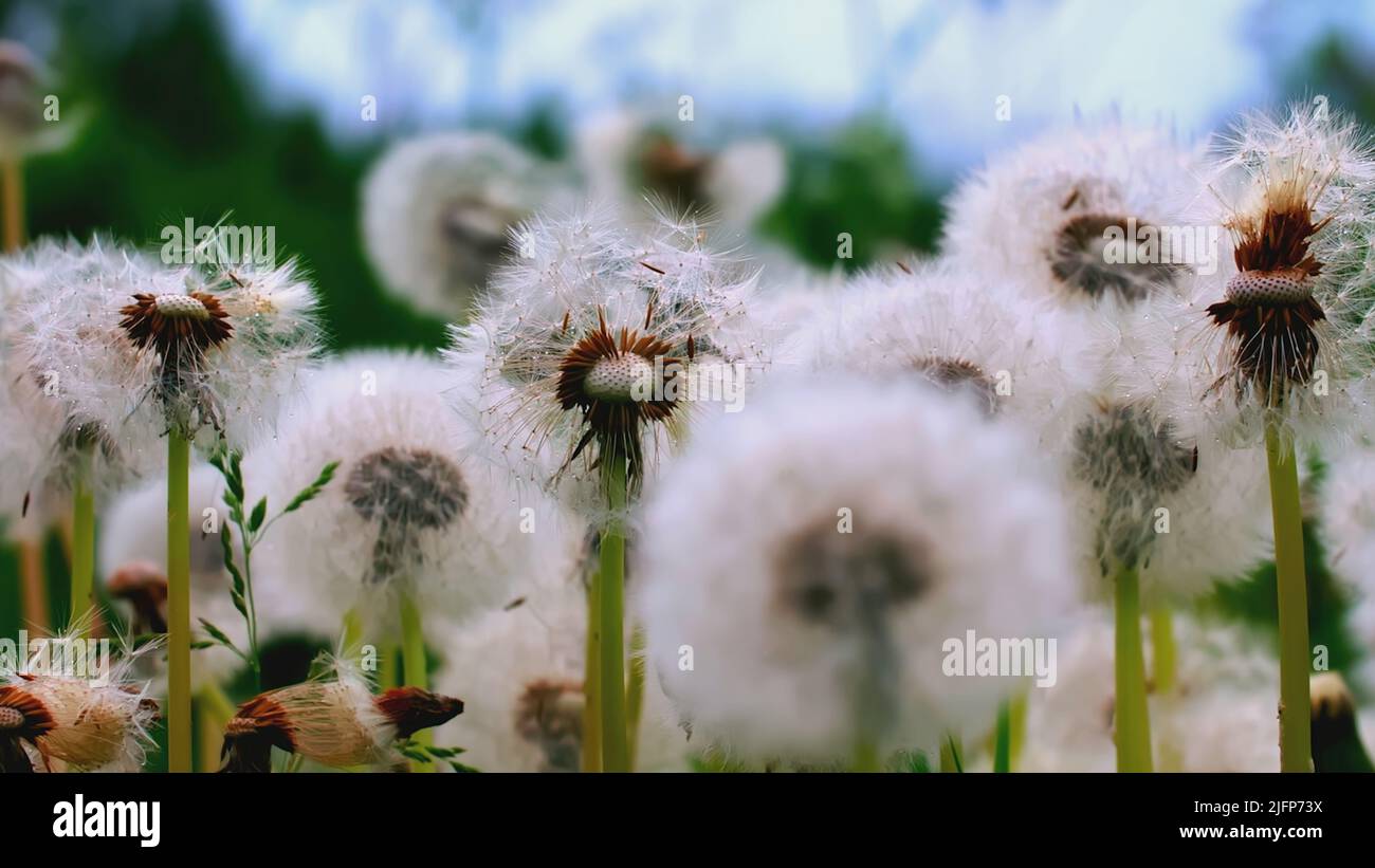 Close-up of beautiful dandelions in summer meadow. Creative. Summer picturesque dandelions on green meadow. Beautiful fluffy dandelion balls in summer Stock Photo