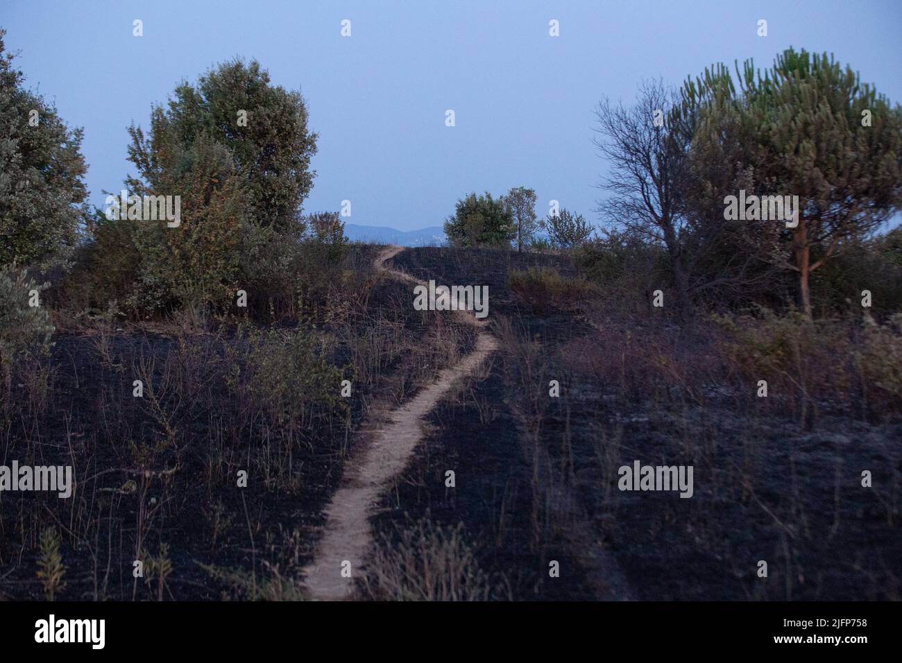 Parco pineto hi-res stock photography and images - Alamy