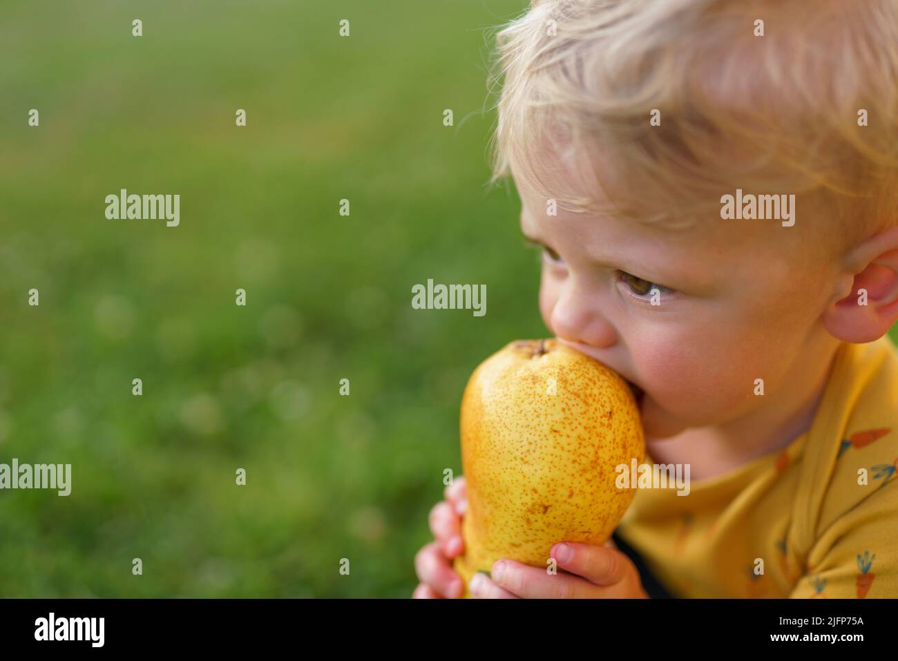 Cute little boy eating pear in garden in summer Stock Photo Alamy