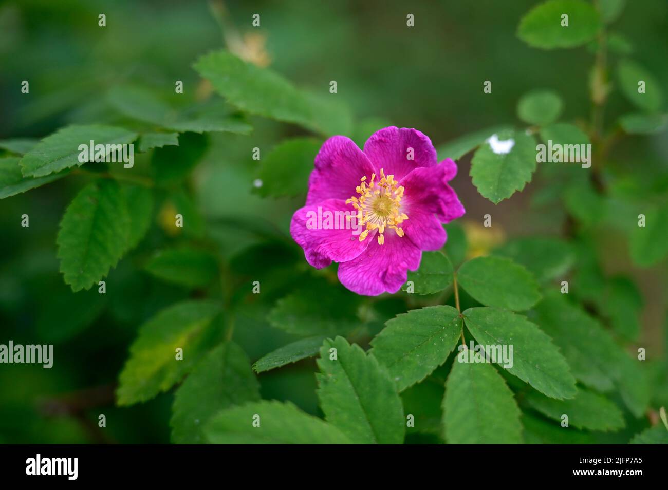 St. Regis, Montana, USA. 20th June, 2022. A flowering prickly wild rose or Arctic rose is seen near the Clark Fork River near St. Regis, Montana on June 20, 2022. (Credit Image: © David Becker/ZUMA Press Wire) Stock Photo