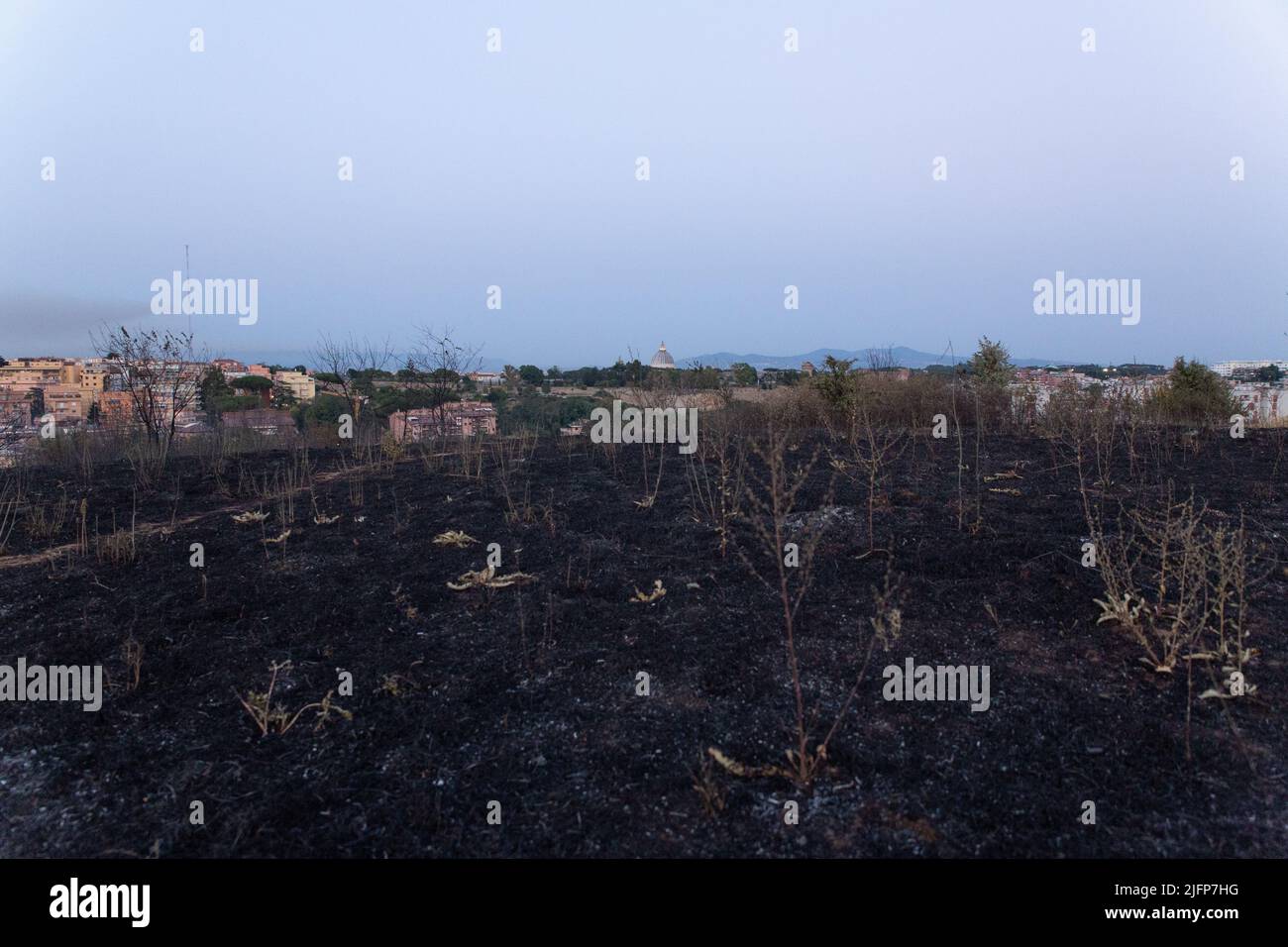 Parco pineto hi-res stock photography and images - Alamy