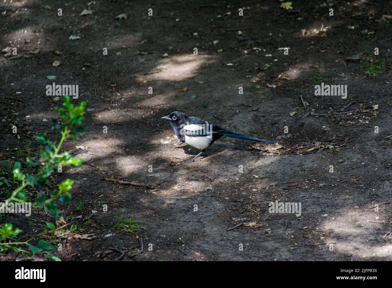 London, UK - 4 July 2022. A magpie at Hollow pond London, UK. 4 July 2022. Stock Photo