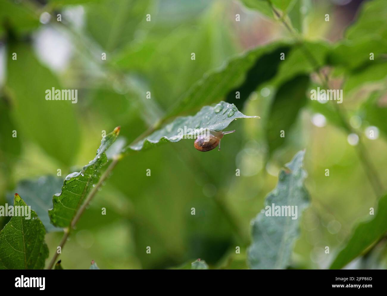 A Brown Garden snail (Cornu aspersum) on a leaf at a garden in Sydney ...
