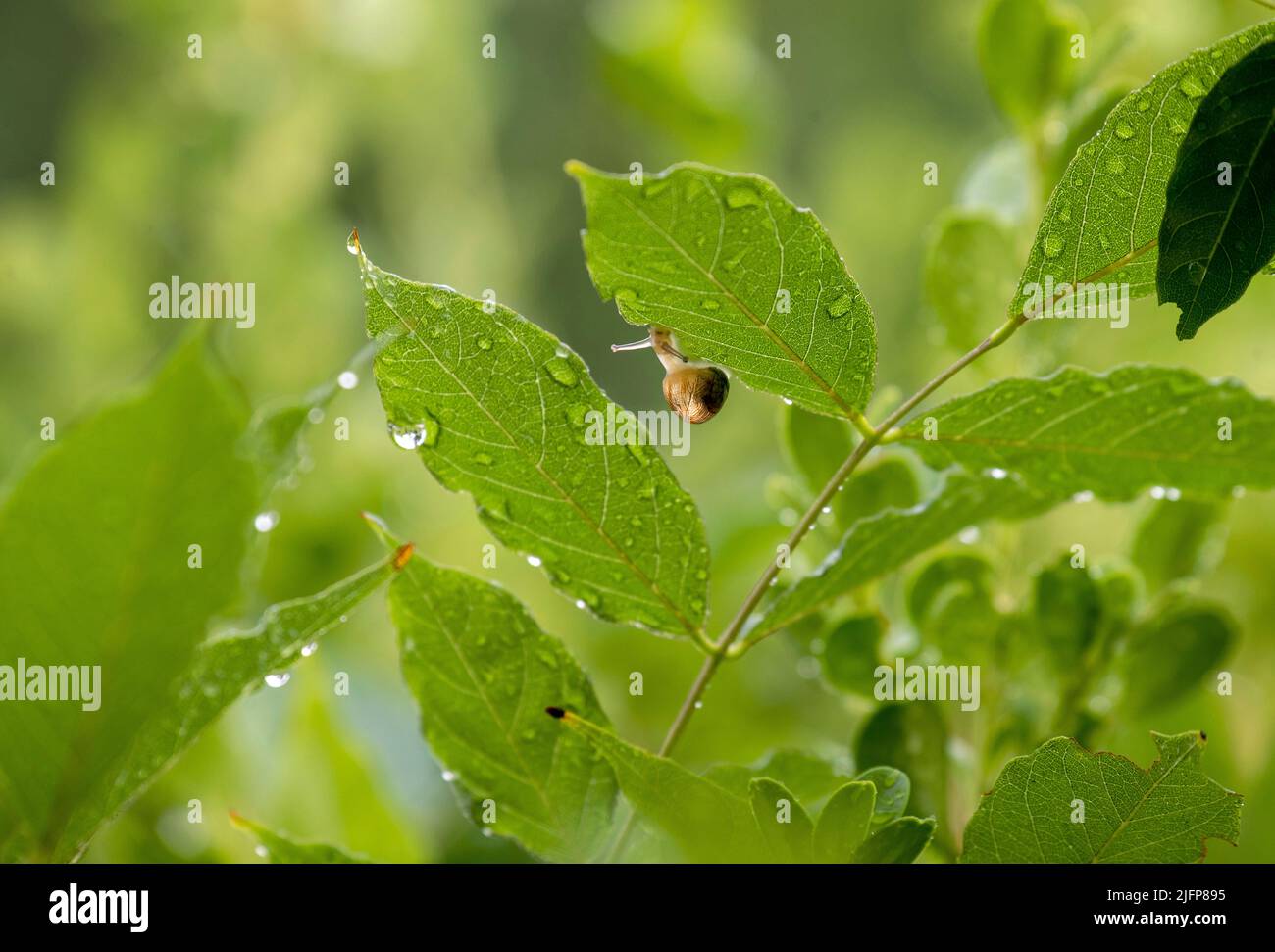 A Brown Garden snail (Cornu aspersum) on a leaf at a garden in Sydney ...