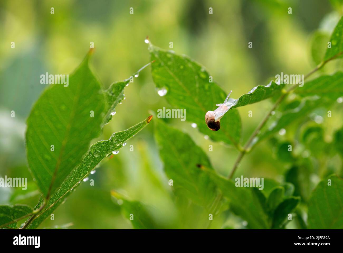 A Brown Garden snail (Cornu aspersum) on a leaf at a garden in Sydney ...