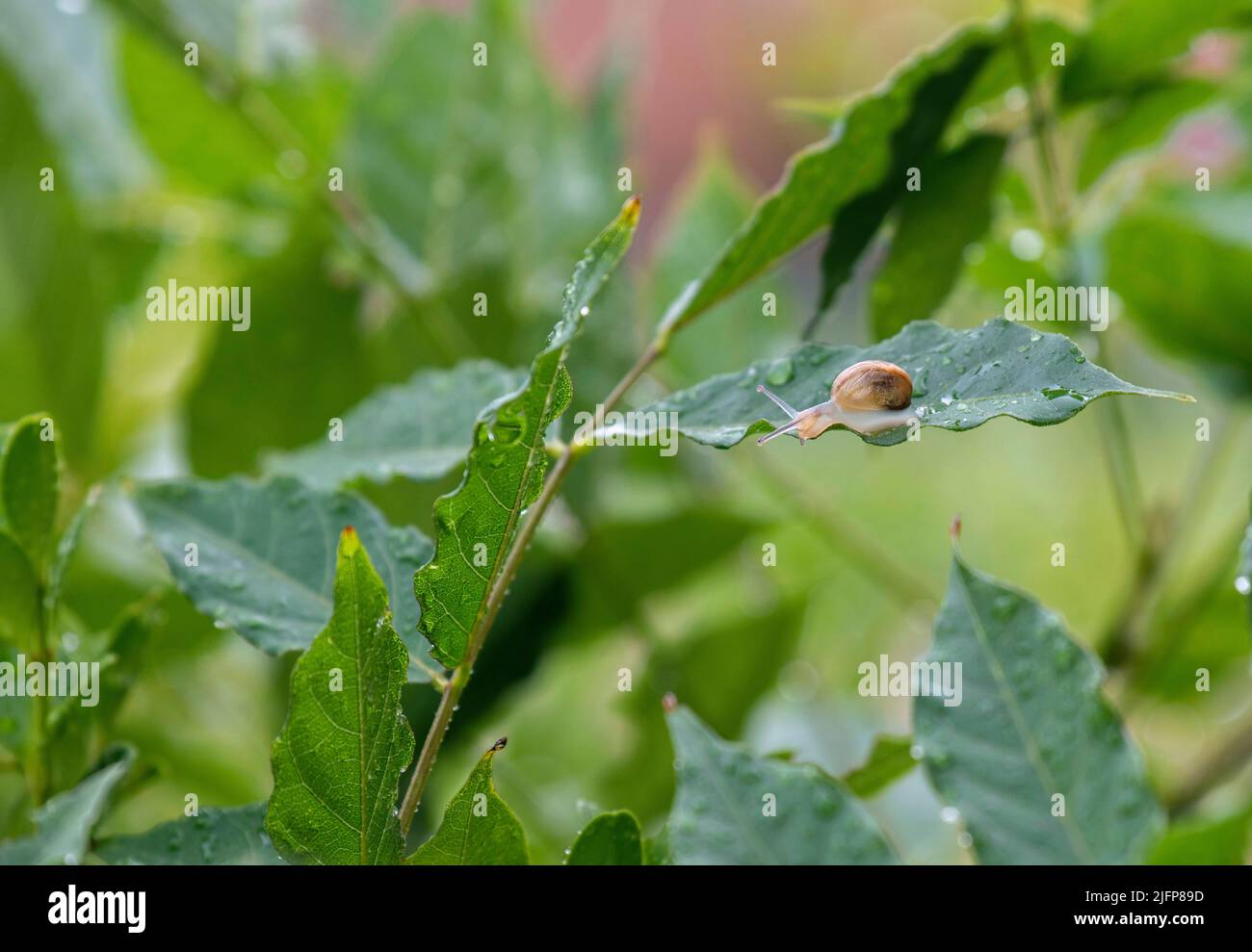 A Brown Garden snail (Cornu aspersum) on a leaf at a garden in Sydney ...