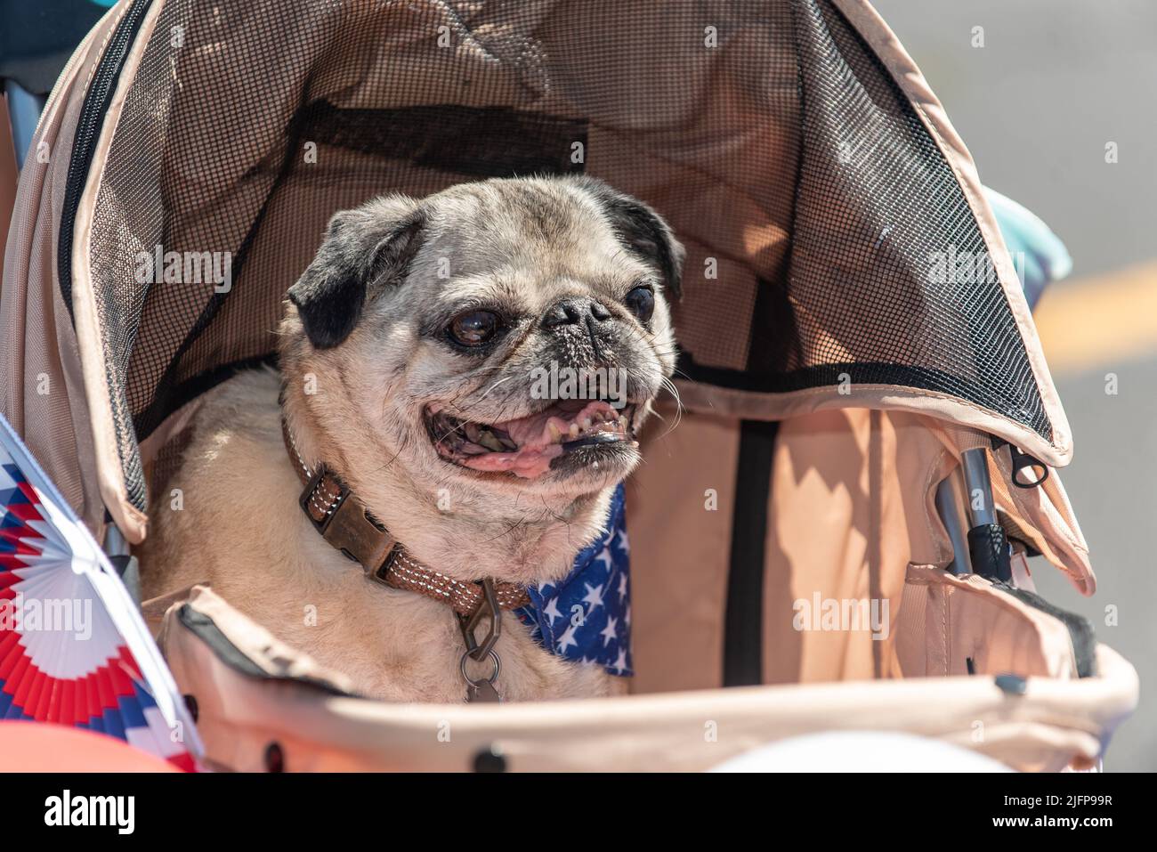 Holiday parade in small town is perfect place to walk the patriotic Pug dog in the stroller decorated in bunting, stars, and stripes. Stock Photo